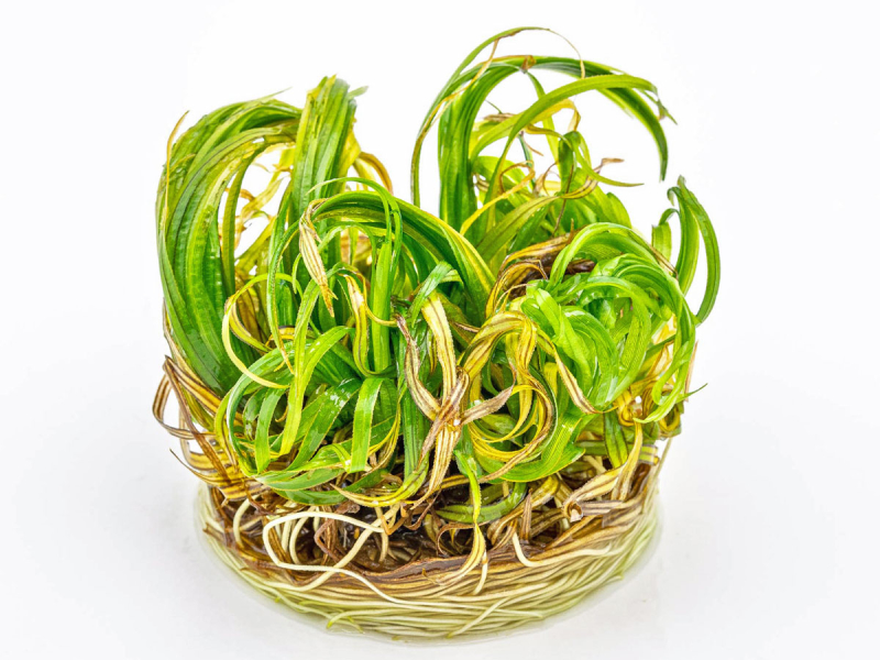 Preview: Japanisches Fadenkraut - Blyxa japonica in vitro